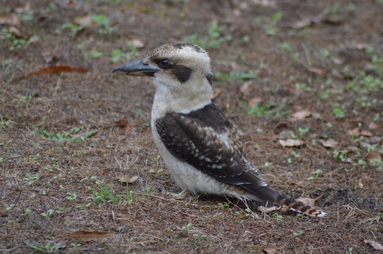 A juvenile kookaburra (my new favorite bird) sits on the lawn behind the cottage. 