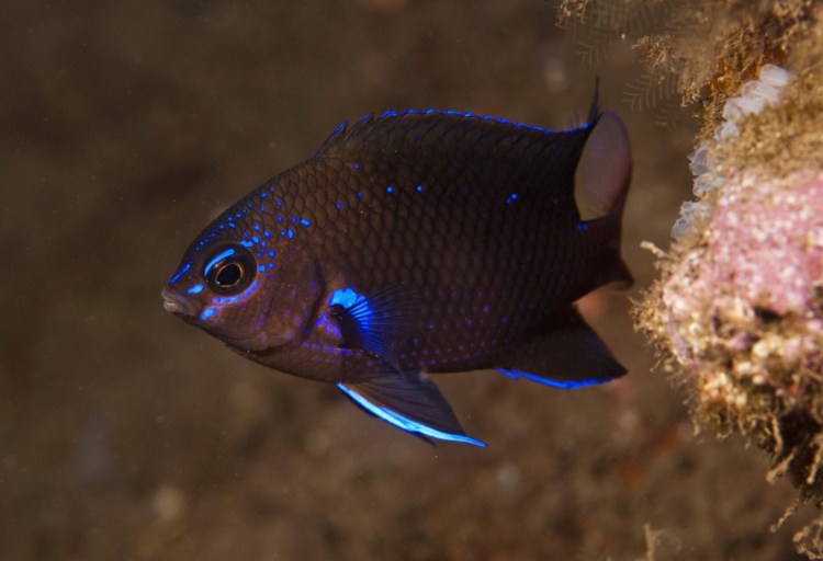 canary_damsel_81824386_nuno_vasco_rodrigues