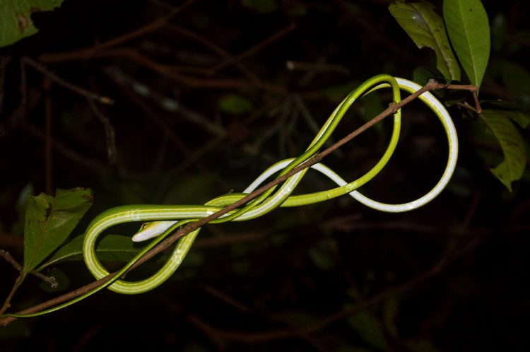 snake-c-faye-vogely