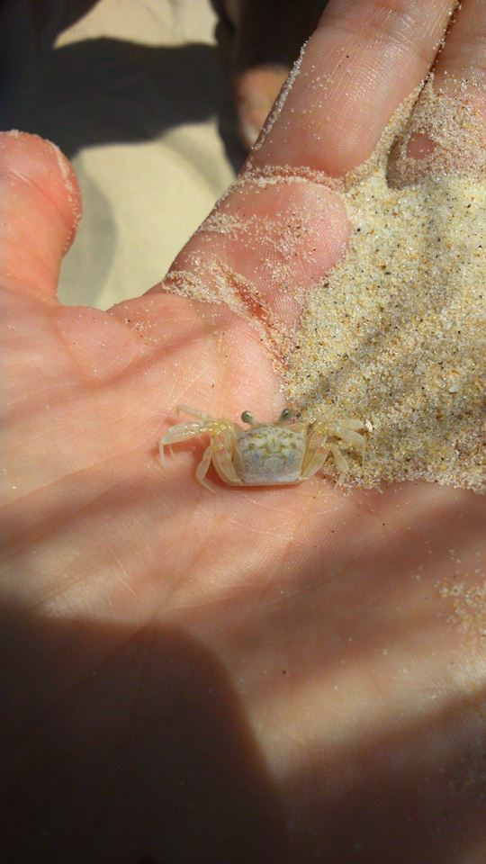 11178366_10206698733251435_9080573975373451421_n