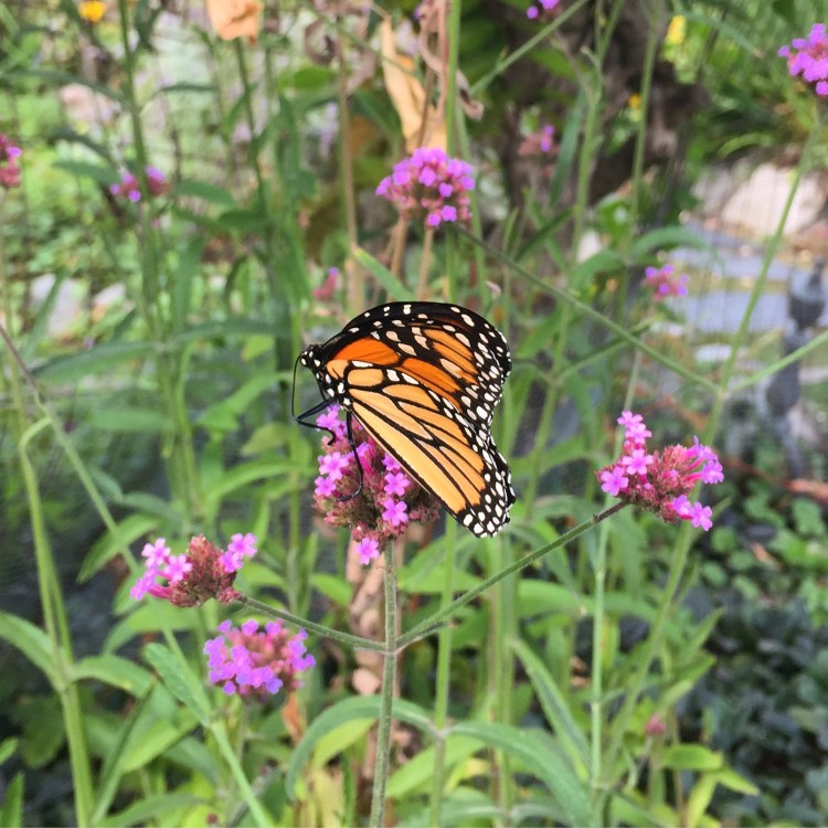 64B01A9D-1F9B-48F5-A134-25F390B74811