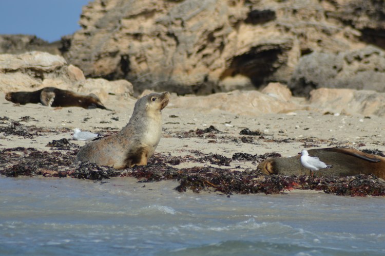 An Australian sea lion sits on the inappropriately named Seal Island, close to the appropriately named Penguin Island. 
