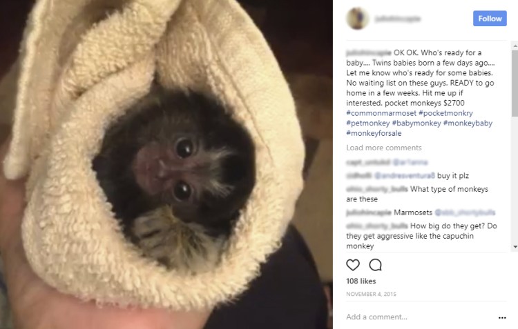 marmoset