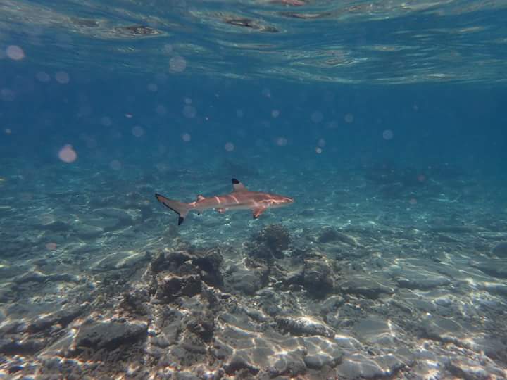 FB_IMG_1491198002383